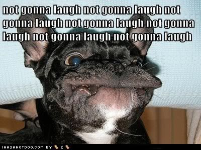 funny-dog-pictures-not-gonna-laugh.jpg