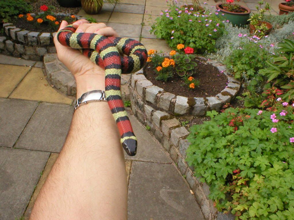 Ruthvens Kingsnake Reptile Forums