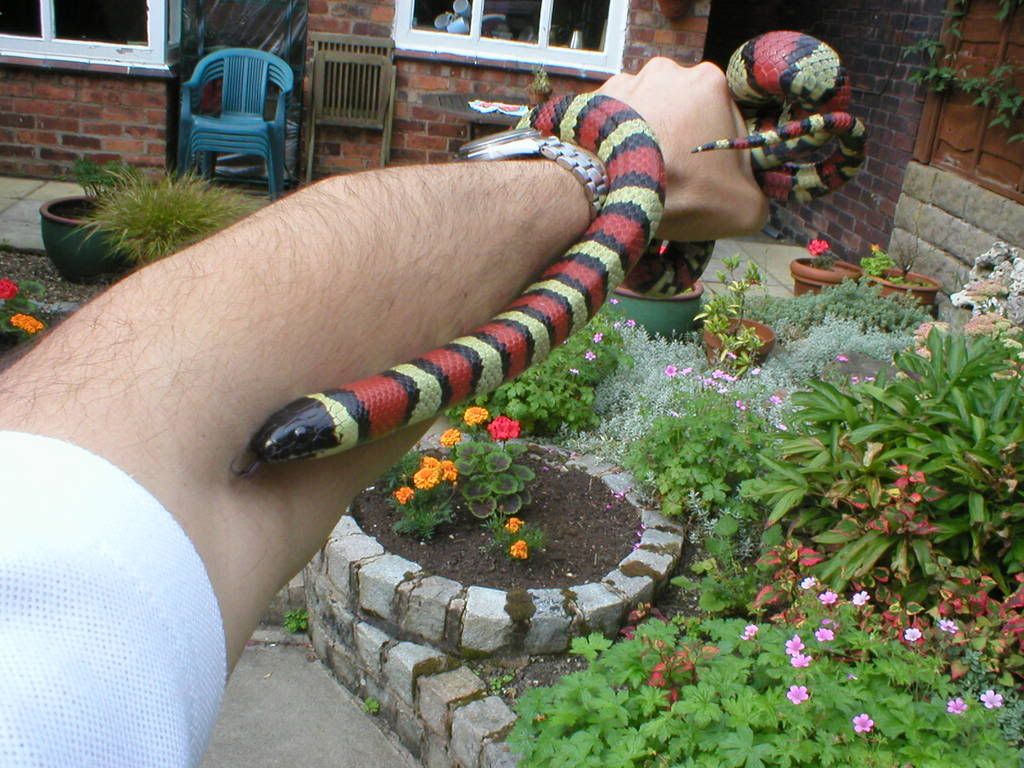 Ruthvens Kingsnake Reptile Forums