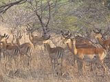 TreeTops082.jpg Kudu (Antelope) image by madmonkney