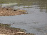 TreeTops089.jpg Croc image by madmonkney