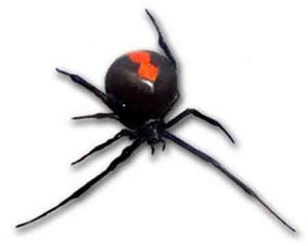 red back spider bites pictures. +redback+spider+ite+look+