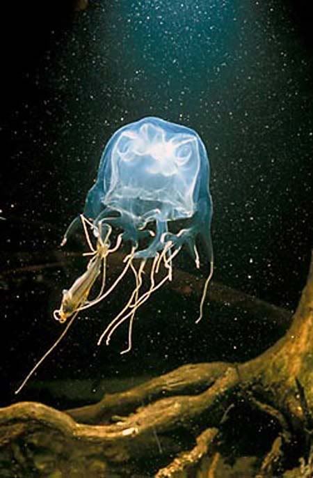 australian jellyfish deadly
