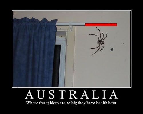 cwglt081220-aussie-spider.jpg