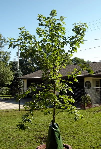 maple tree droopy leaves droopy maple branches pic maple tree droopy leaves droopy maple branches pic
