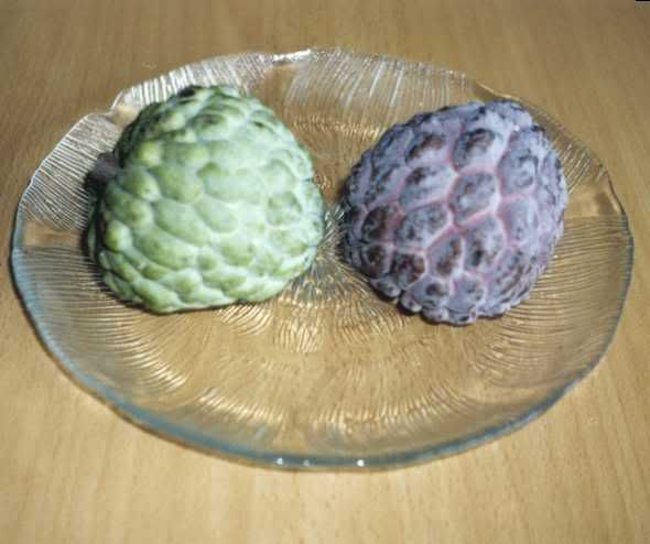 custard_apple.jpg