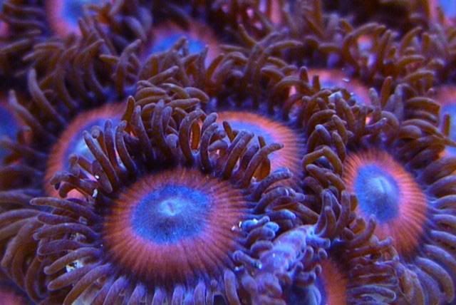 BlueRedZoanthids.jpg