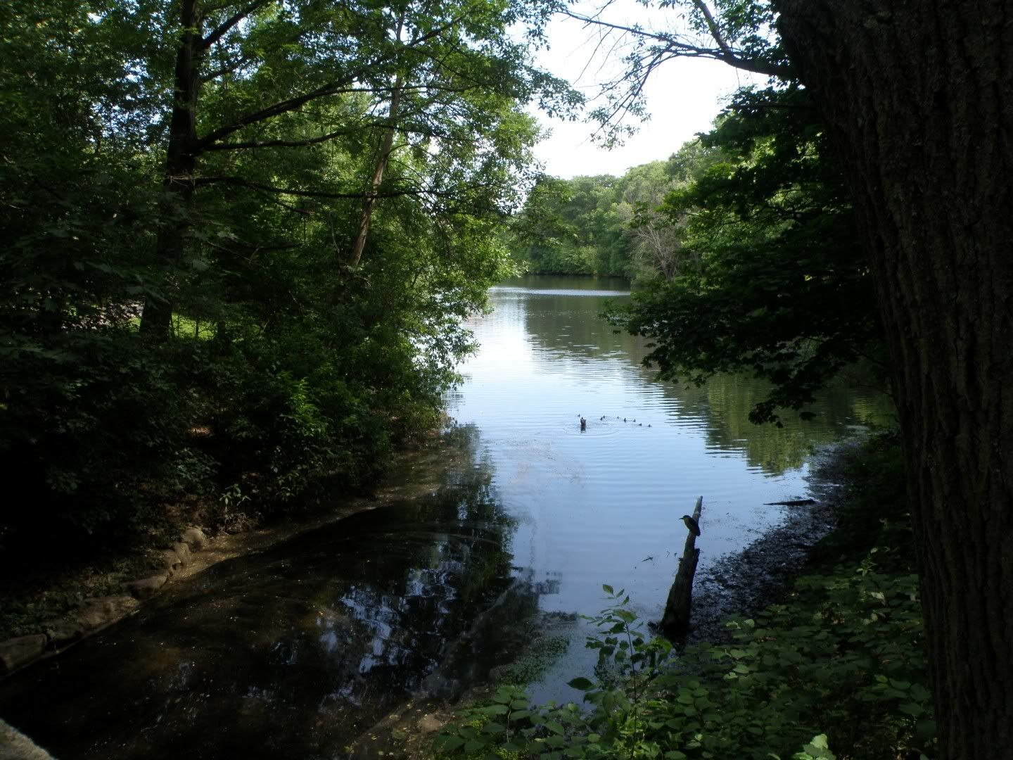 Heron in foreground, duck family midground