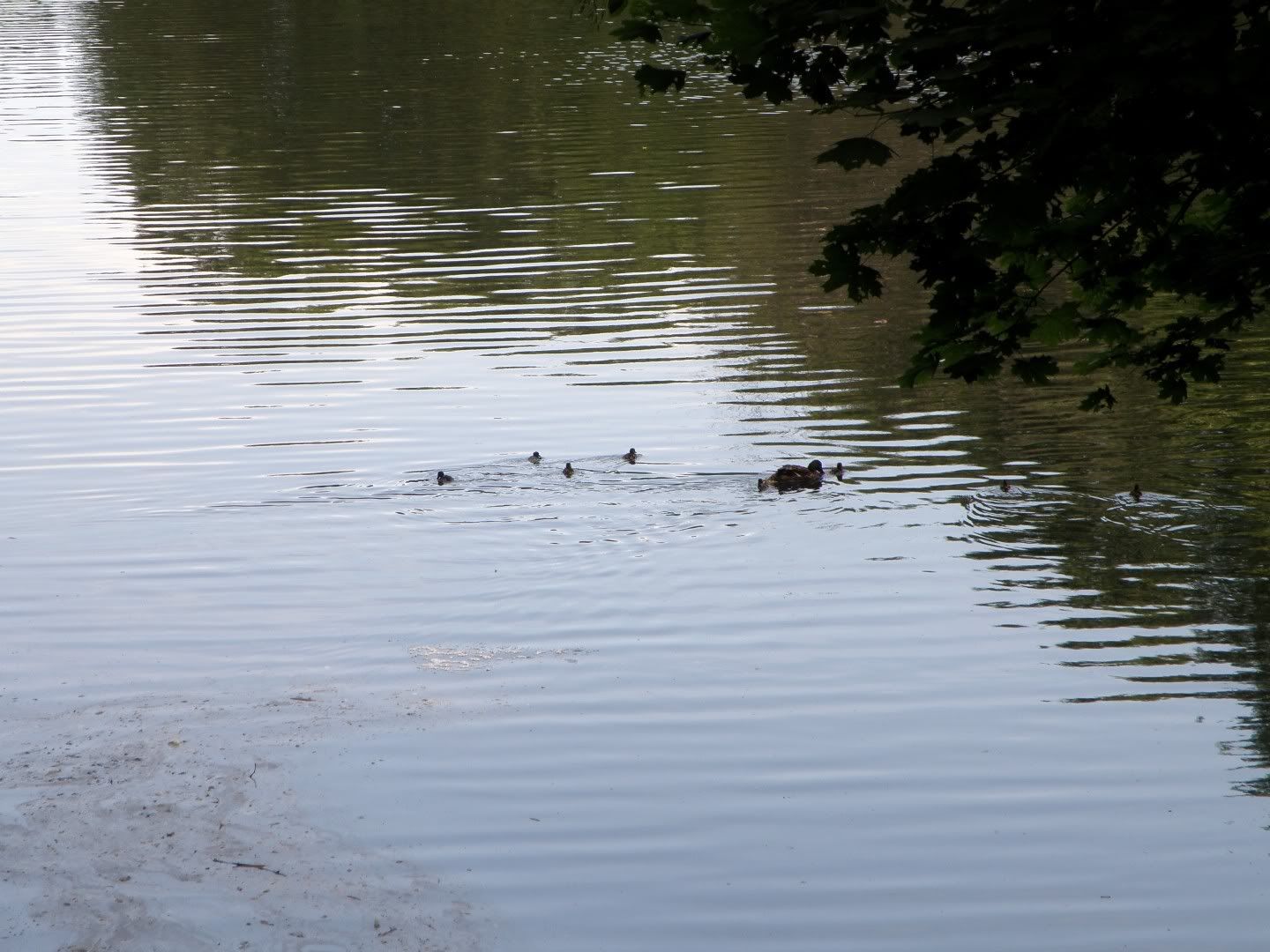 Mom and the ducklings