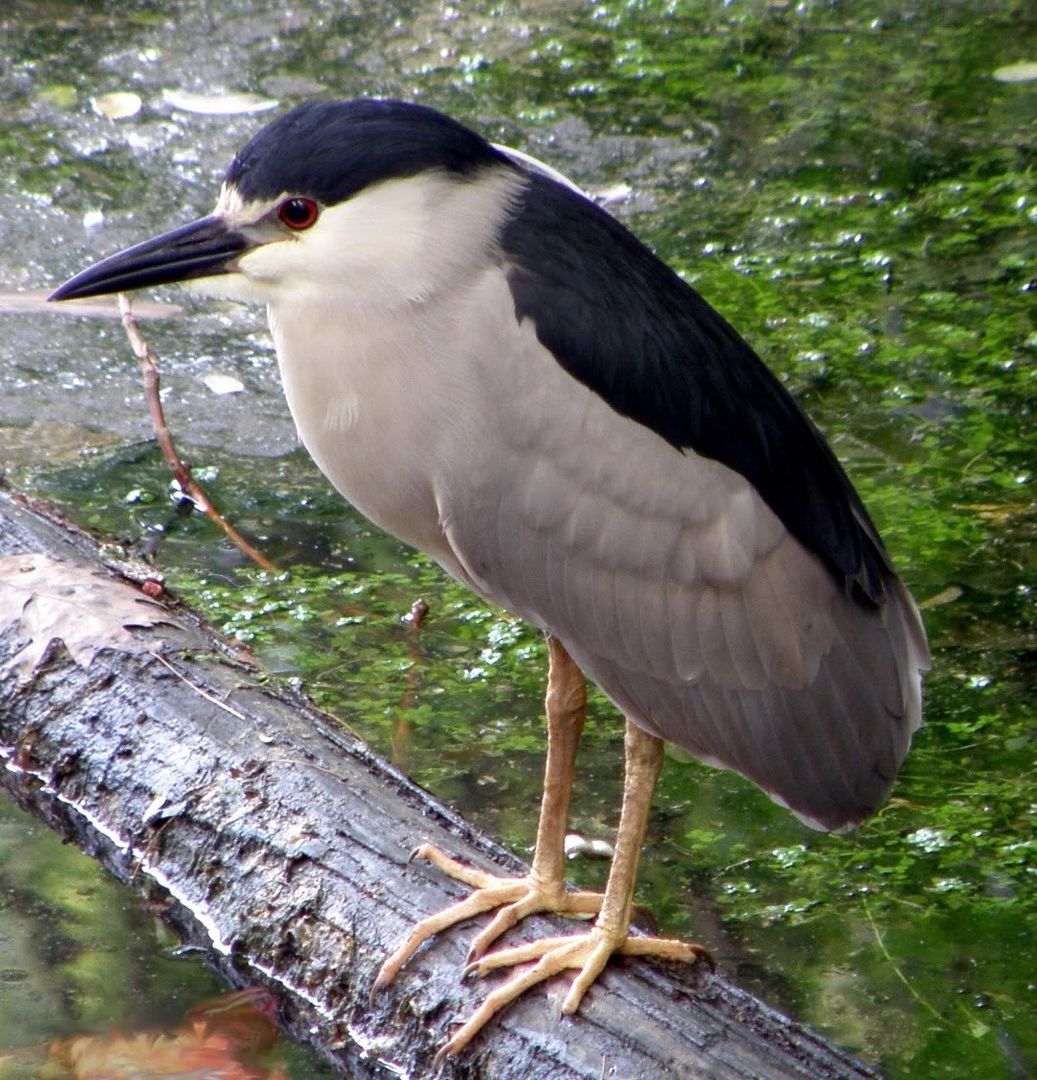 backlit black-crowned night heron