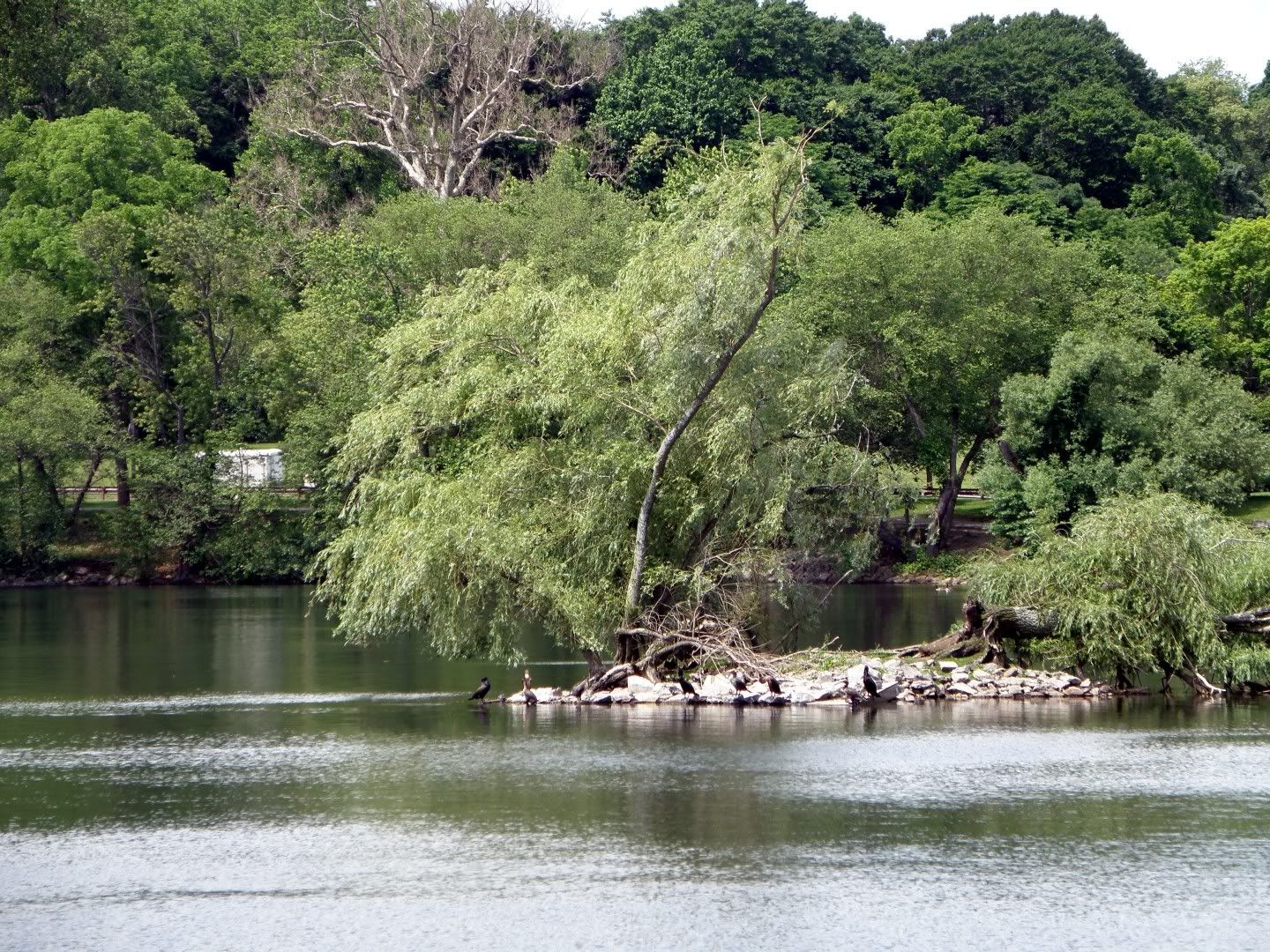 Cormorant island