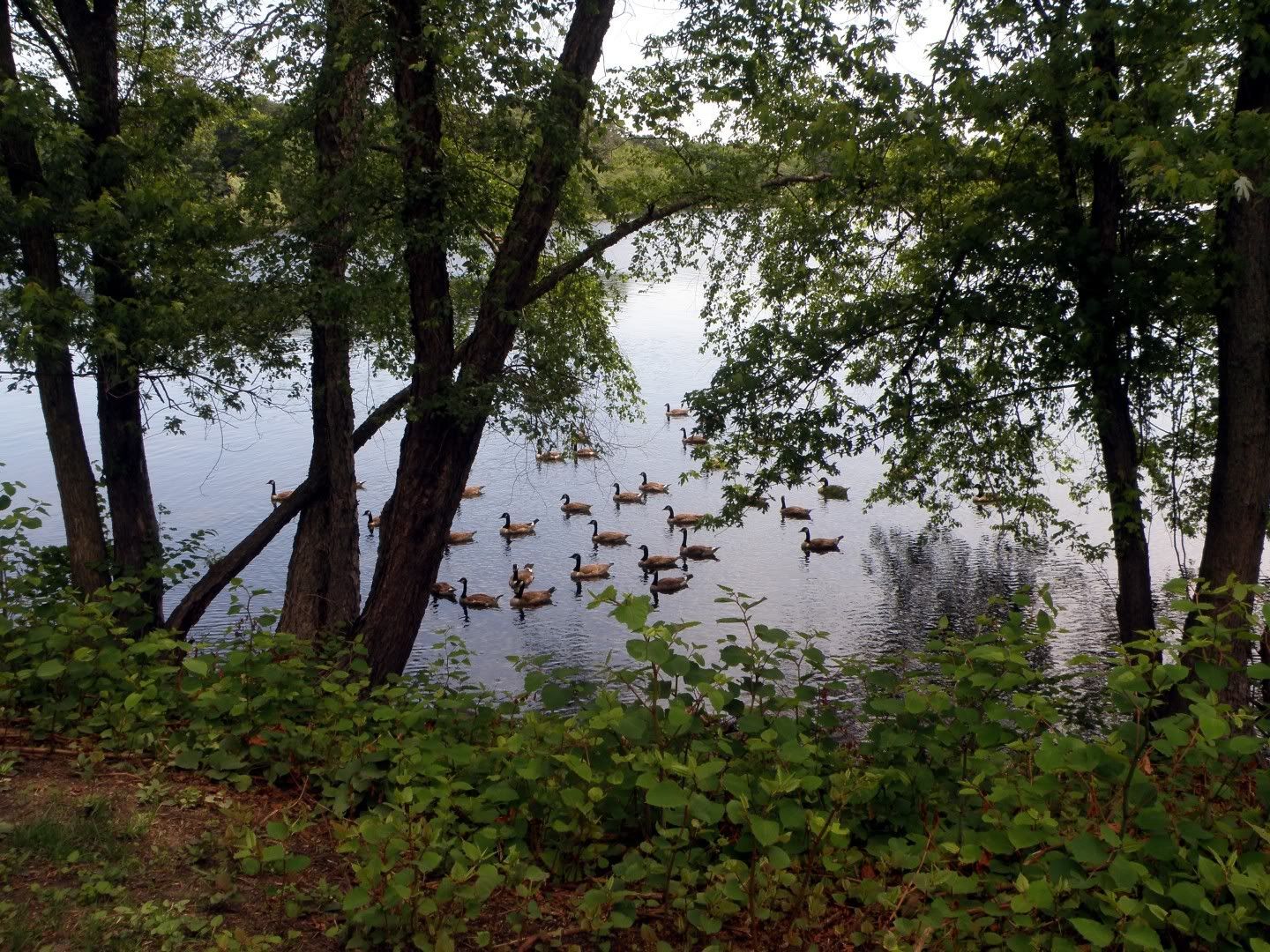 goose flotilla