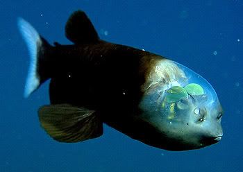 O incrível peixe da cabeça transparente