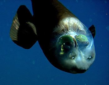 O incrível peixe da cabeça transparente