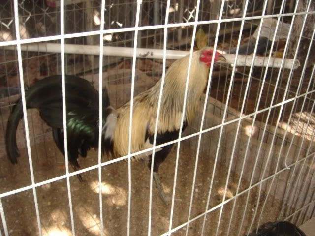 We are a very respected Game Farm that has been Breeding Game Fowl for