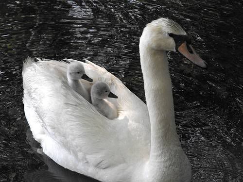 beautiful swan photo: swan 1B420044-1.jpg