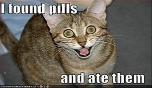 lolcat-funny-picture-found-pills-1.jpg