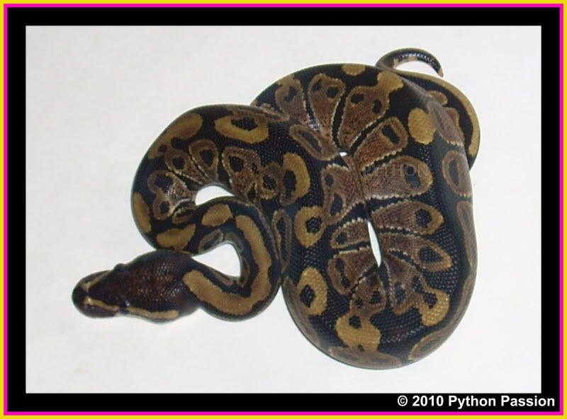 NLBP10-5Pattern.jpg