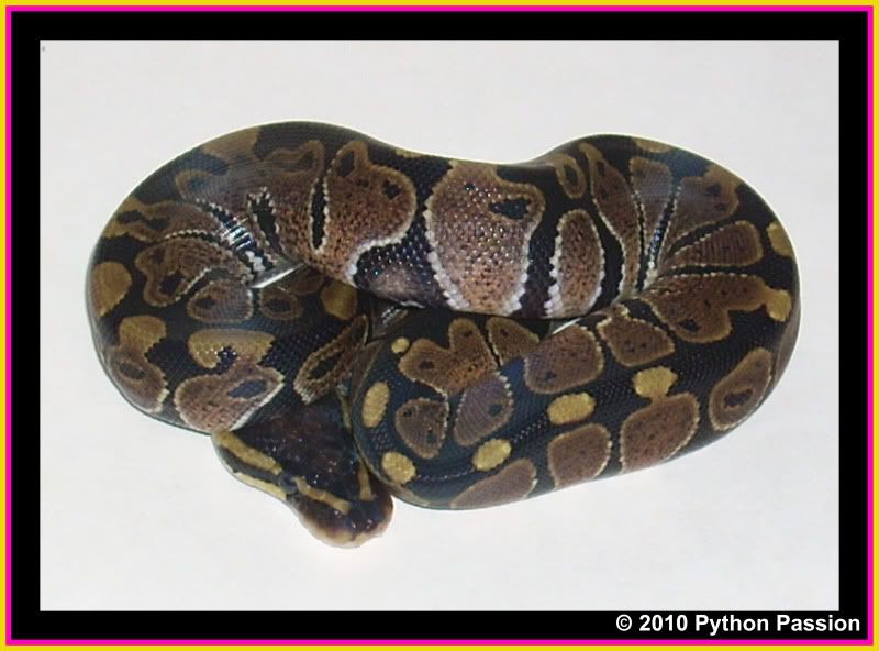 NLBP10-6Pattern.jpg