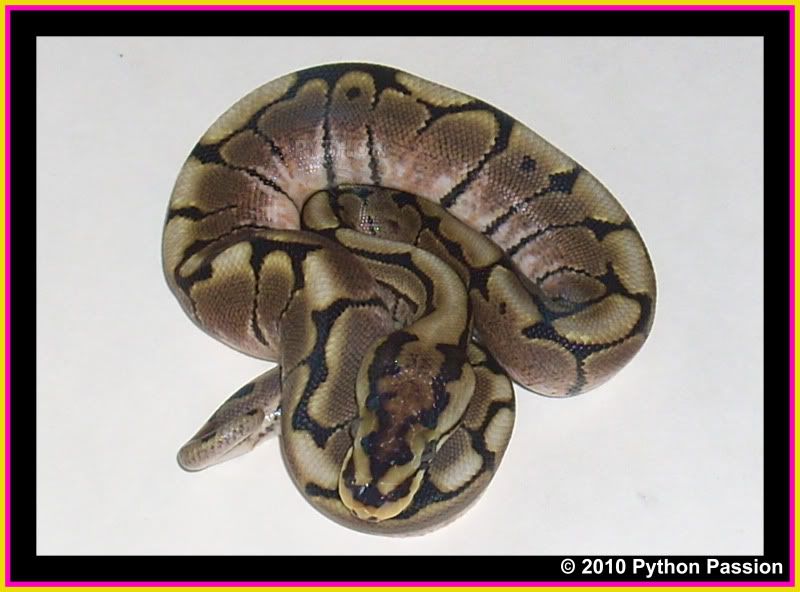 SPBP10-1Pattern.jpg