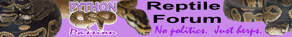Python Passion Reptile Forums
