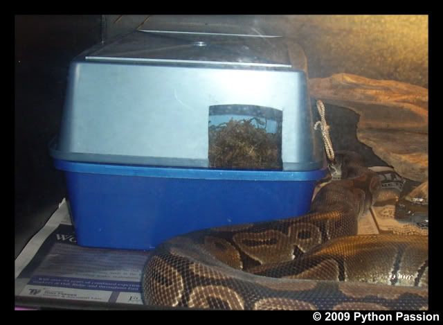 NestBoxReady.jpg