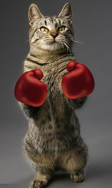 boxer kitty