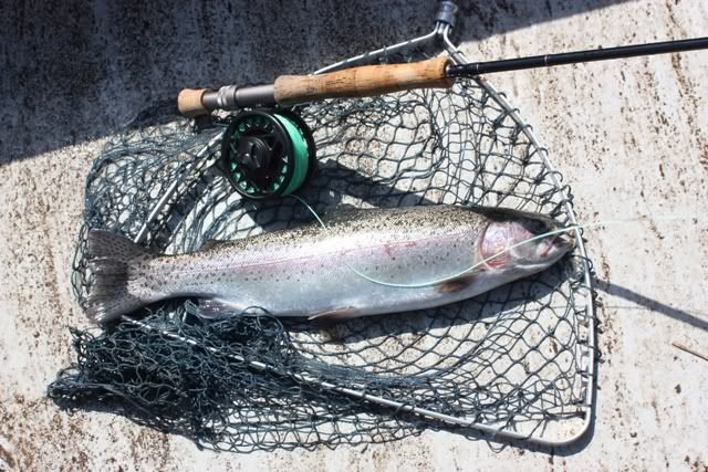 Fishing in Scotland Rainbow