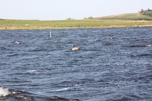 Fishing in Scotland Geese