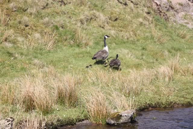 Fishing in Scotland Geese