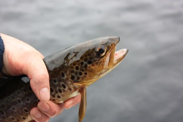 Fishing, Scotland, Ferox, Trout