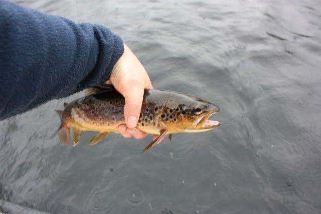 Fishing, Scotland, Ferox, Trout