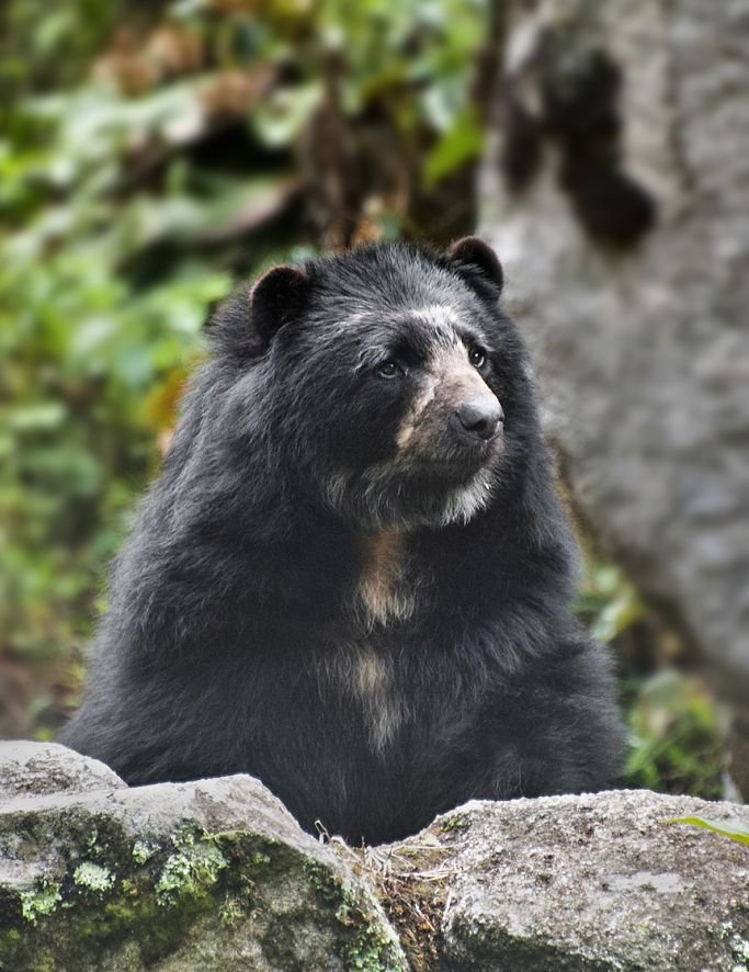 oso de anteojos de francisco Torres photo Oso_Anteojos_5.6_100_400_300d-francisco-Torres.jpg