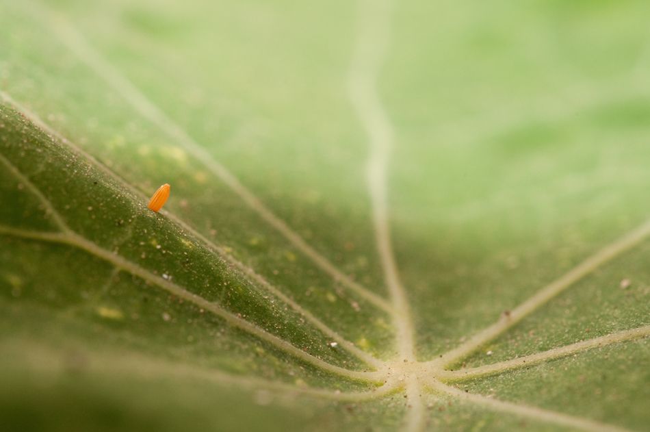 photo huevito-de-mmariposa-1a1.jpg