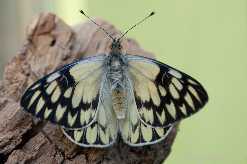 vista dorsal photo vista-dorsal.jpg