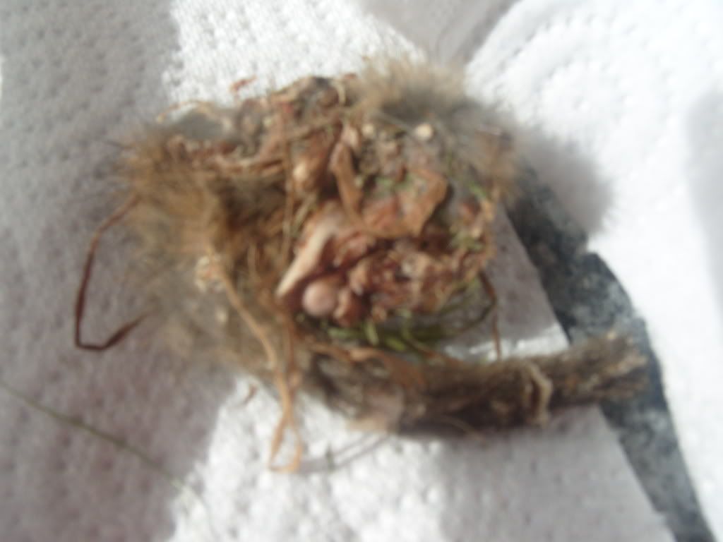 S1050633.jpg