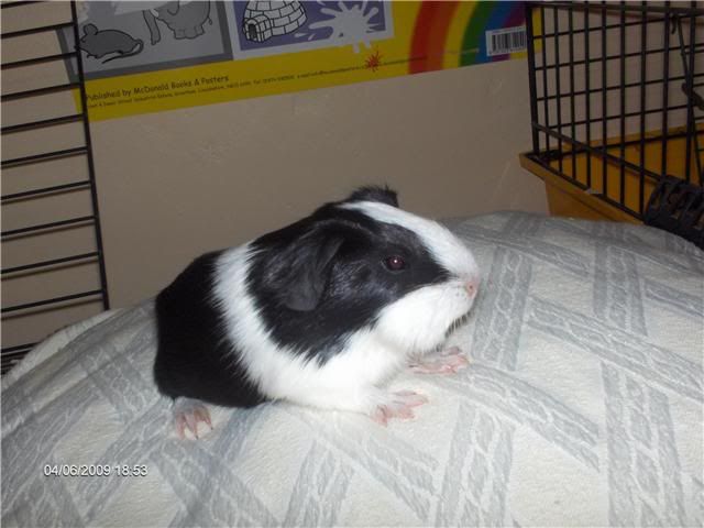 Blackandwhitesow-about2weeksold-RSP.jpg