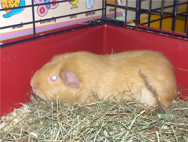 Creamredeyedsow-SillothBatch-Living.jpg