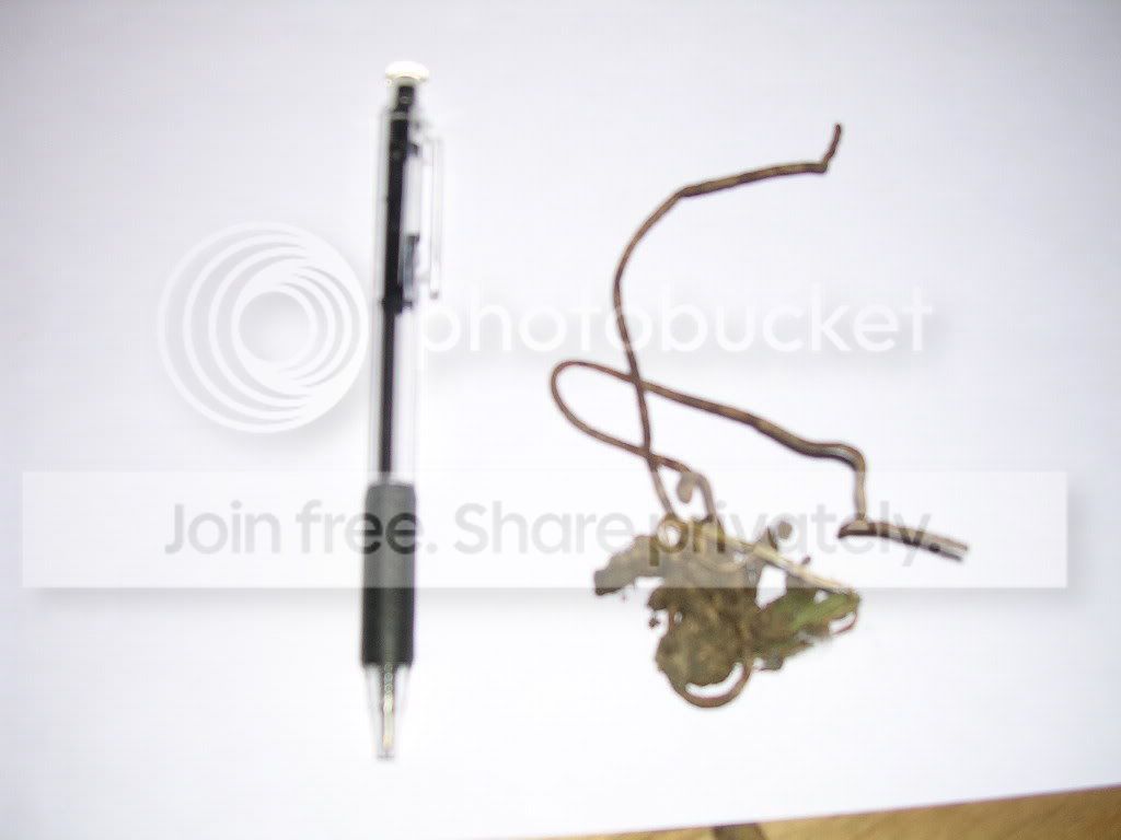 DSCN5196.jpg