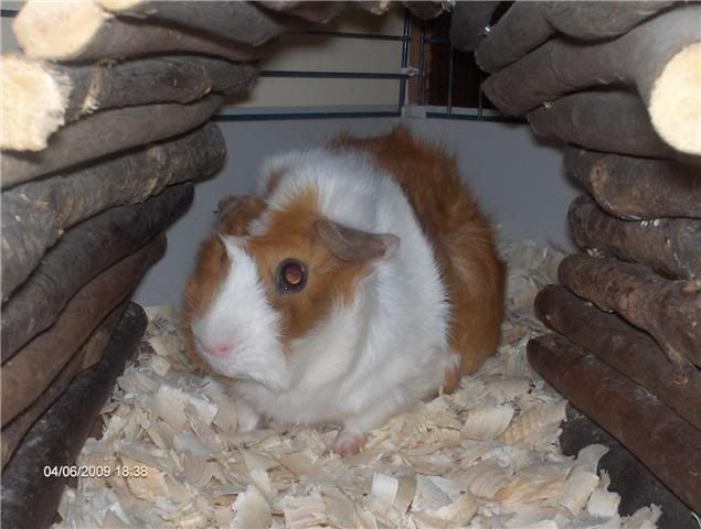 Pregnantchestnutandwhiteabysinnians.jpg