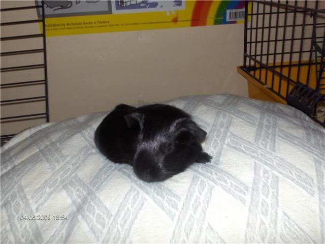 SolidBlackboar-about2weeksold-RS-1.jpg
