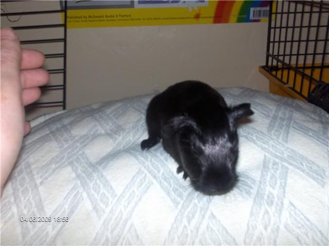 SolidBlackboar-about2weeksold-RSPCA.jpg