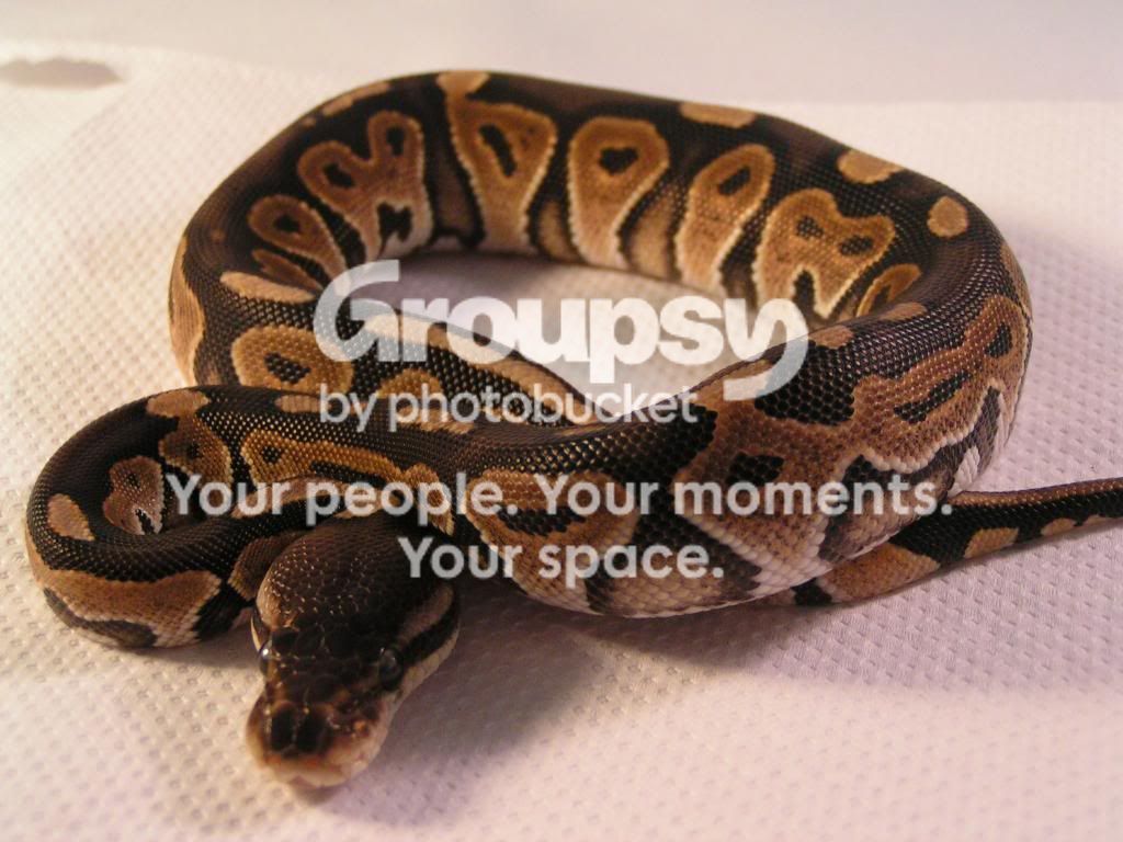 England Python SE England - Various Female Royal Pythons - Pic Heavy | Reptile Forums