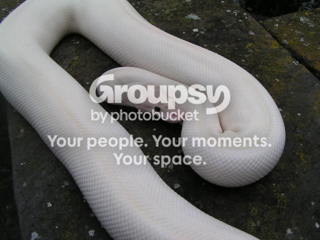 England Python SE England - CB11 MALE IVORY ROYAL PYTHON 4 sale (s.e.london) | Reptile ...