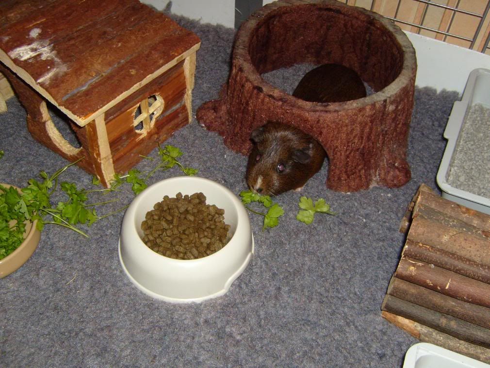 Cameracontentsratsandpigs013.jpg