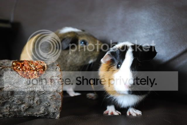 DSC_0043.jpg