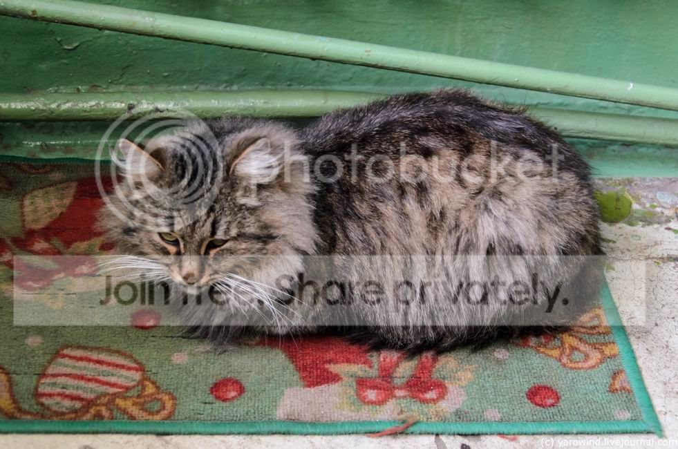  photo DSC_7260_zps6fb13ee7.jpg