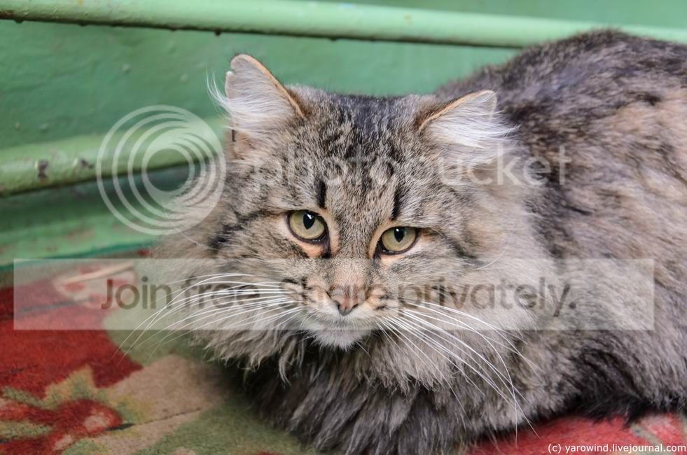  photo DSC_7265_zps22012443.jpg