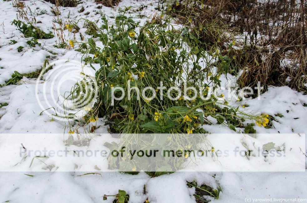  photo DSC_3408_zpse0lcelrn.jpg