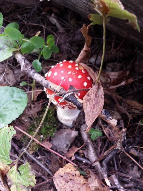 photo 20160903_101149_zps3ykcowmi.jpg